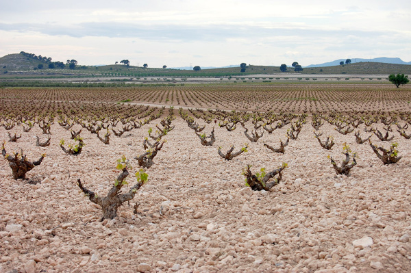 Jumilla